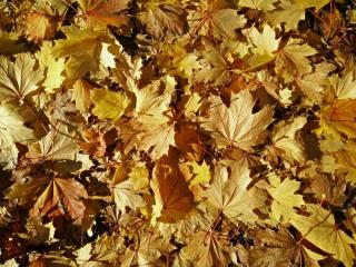 Curbside Leaf Collection Dates Announced 