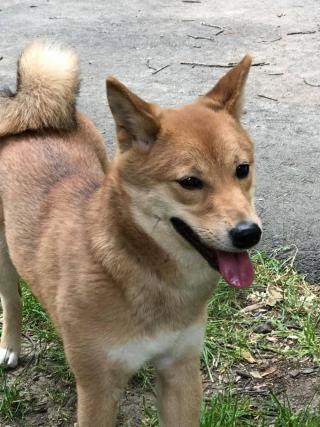 Dog Found at Breakheart Reservation