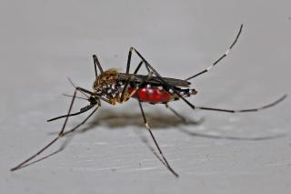 Town of Saugus Takes Precautions to Prevent Mosquito-Borne Illness