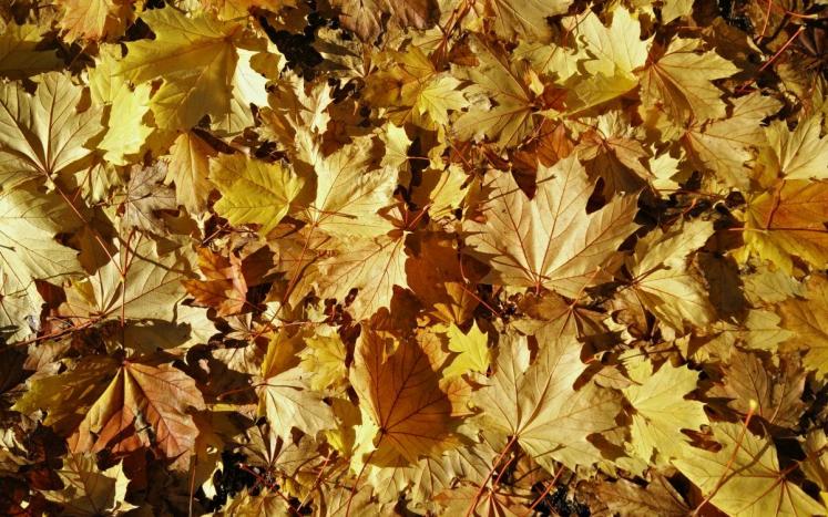 Curbside Leaf Collection Dates Announced 